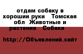 отдам собаку в хорошии руки - Томская обл. Животные и растения » Собаки   